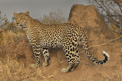 Close up of Leopard, Greater Kruger National Park, South Africa. Date : 2008