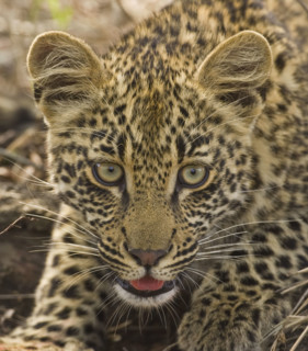 Close up of Leopard, Greater Kruger National Park, South Africa. Date : 2008
