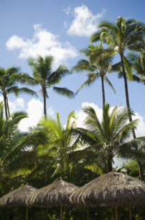 Low angle view of palm trees. Date : 2008
