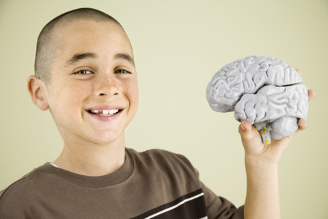 Boy holding human brain model. Date : 2008