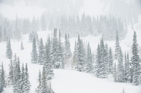 Snow covered trees on mountain, Wasatch Mountains, Utah, United States. Date : 2008