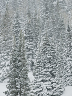 Snow covered trees, Wasatch Mountains, Utah, United States. Date : 2008
