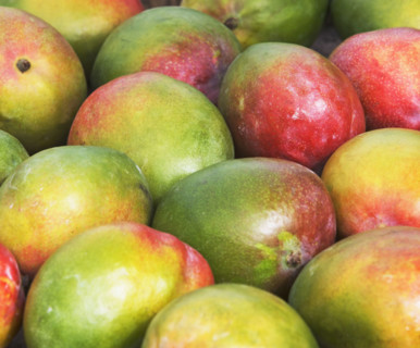 mangos, produce. Date : 2008