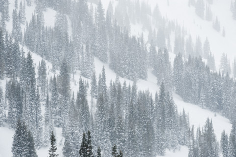 Snow covered trees on mountain, Wasatch Mountains, Utah, United States. Date : 2008