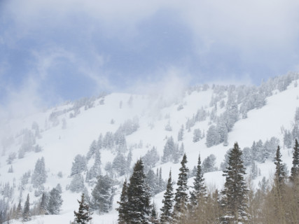 Snow covered trees on mountain, Wasatch Mountains, Utah, United States. Date : 2008
