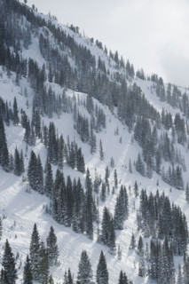 Snow covered trees on mountain, Wasatch Mountains, Utah, United States. Date : 2008