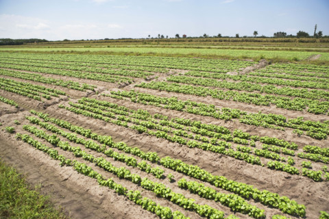 High angle view of basil farm, Florida, United States. Date : 2008