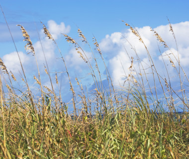 sea oats on the beach. Date : 2008
