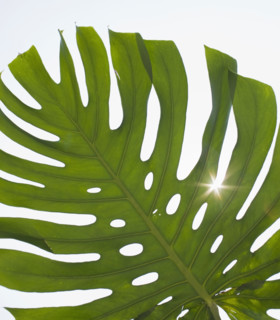 Close up of tropical leaf.