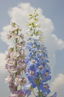 Close up of flowers against sky.