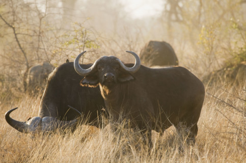 Wild water buffalo grazing. Date : 2008