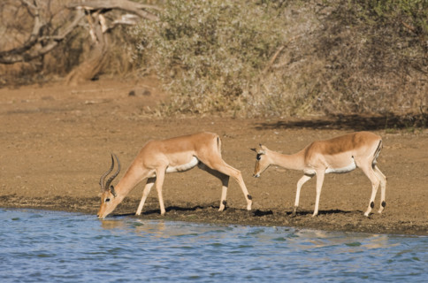Wild impalas drinking from lake. Date : 2008