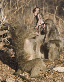 Baboon lifting baby in air. Date : 2008