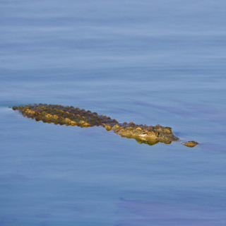 Crocodile swimming in water. Date : 2008