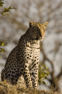 Alert leopard sitting on hill. Date : 2008