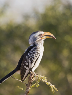 Bird perched on tree branch. Date : 2008