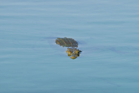 Crocodile swimming in river. Date : 2008