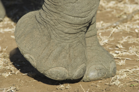 Close up of elephant foot. Date : 2008