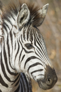 Portrait of zebra. Date : 2008