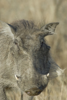 Close up of wild warthog. Date : 2008