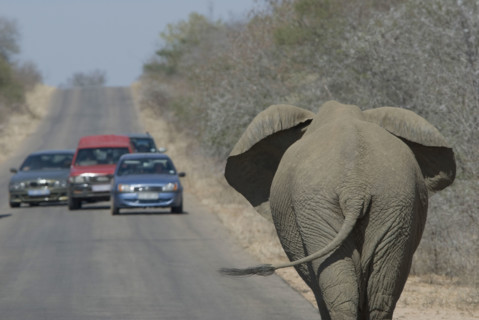 Cars stopping to watch elephant on road. Date : 2008