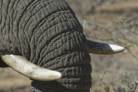 Close up of elephant trunk and tusk. Date : 2008