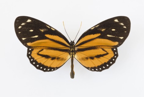 Close up of butterfly.