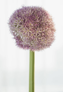 Close up of round flower.