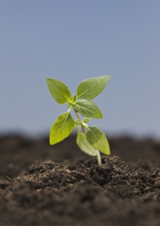 Close up of seedling.