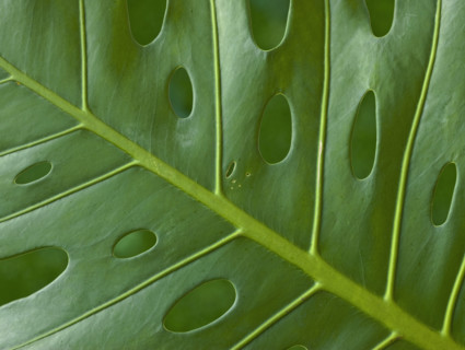 Close up of tropical leaf.