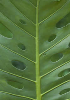 Close up of tropical leaf.