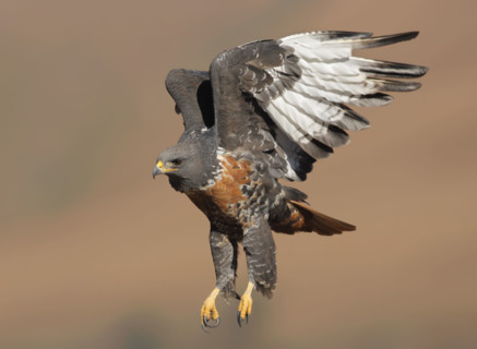 Bird in flight. Date : 2008