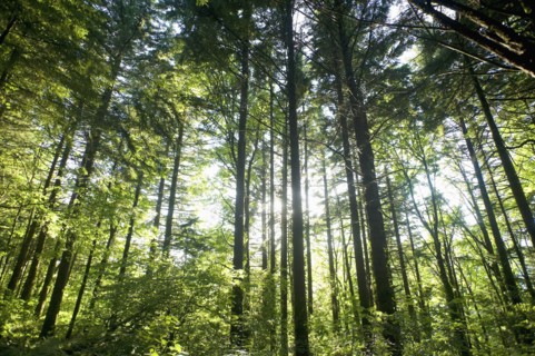Low angle view of forest. Date : 2008