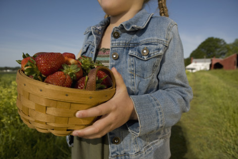 Girl picking strawberries. Date : 2008
