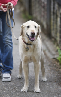 Girl walking dog on leash. Date : 2008