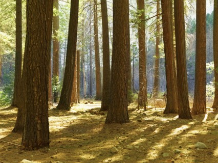 Tranquil forest scene. Date : 2008