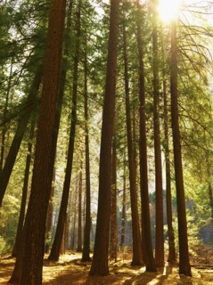 Tranquil forest scene. Date : 2008