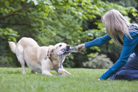 Girl playing tug-of-war with dog. Date : 2008