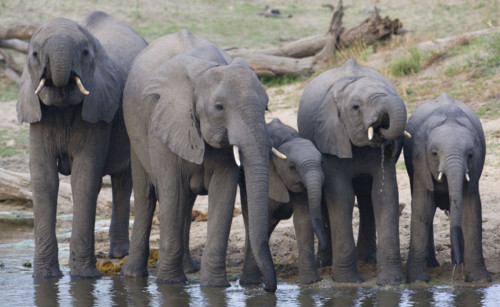 Elephants drinking water. Date : 2008