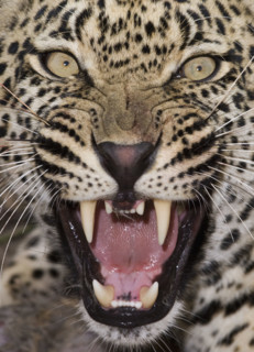 Close up of leopard growling. Date : 2008