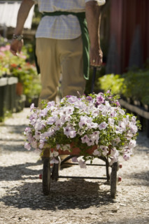 Man working in garden center. Date : 2008