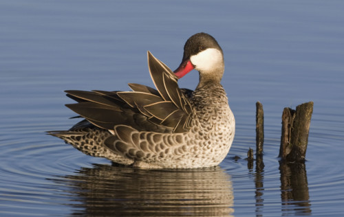 Duck preening feathers. Date : 2008
