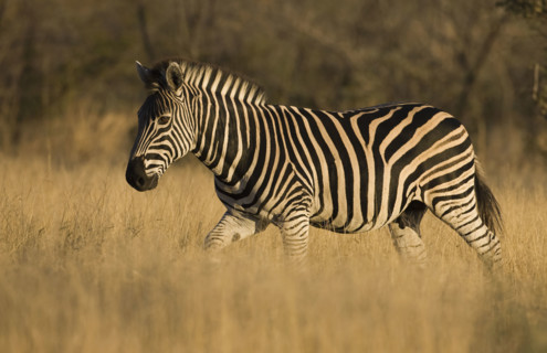 Zebra walking in grass. Date : 2008