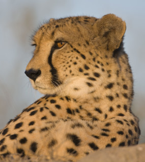 Close up portrait of cheetah. Date : 2008