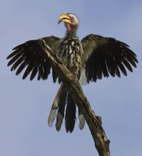 Bird spreading wings. Date : 2008