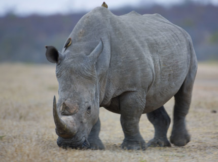 Rhinoceros grazing on grass. Date : 2008