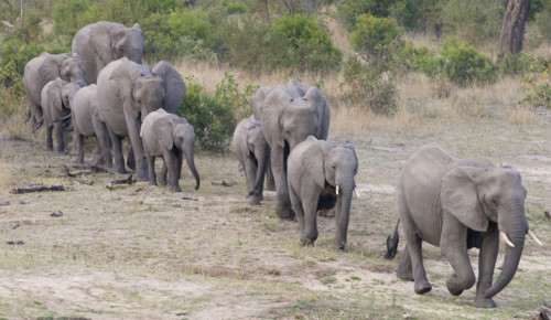 Elephants walking in a row. Date : 2008