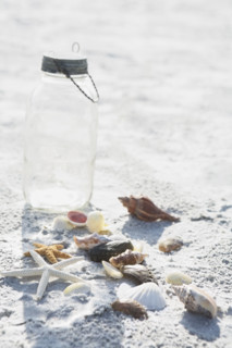 Collection of starfish and shells. Date : 2008