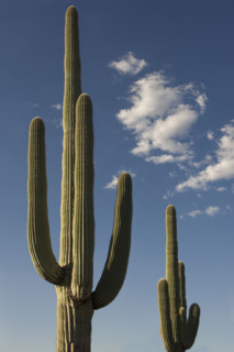 Saguaro Cactus plants against blue sky.
