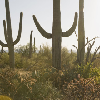 Cactus plants, Saguaro National Park, Arizona.